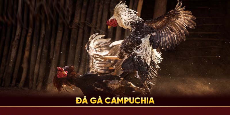 Đá Gà Campuchia 98Win - Cá Cược Gà Chọi Đỉnh Cao 3 Các hình thức chơi đá gà được yêu thích nhất hiện nay